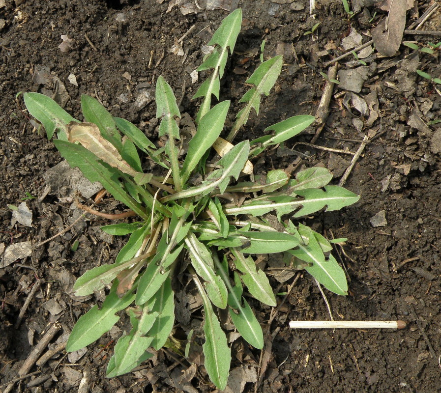 Image of genus Taraxacum specimen.