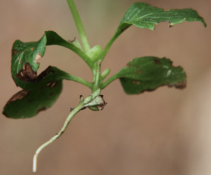 Image of Moneses uniflora specimen.