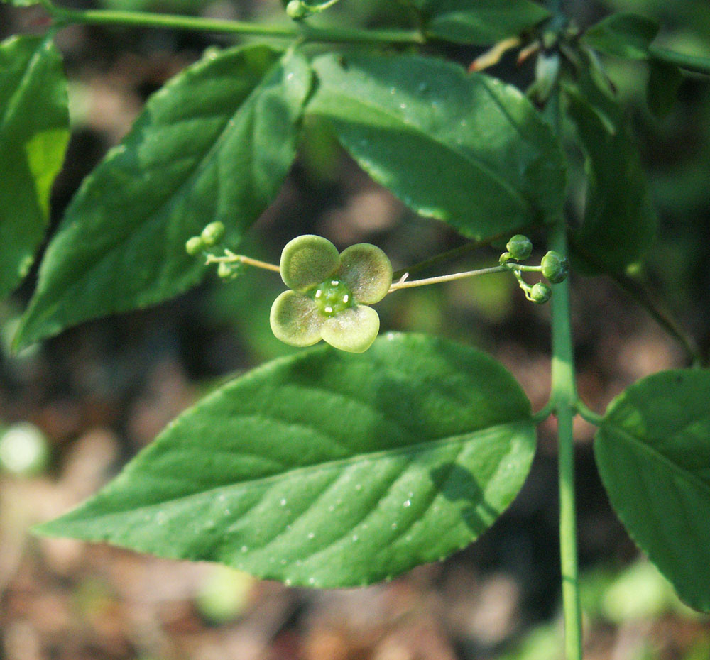 Изображение особи Euonymus verrucosus.