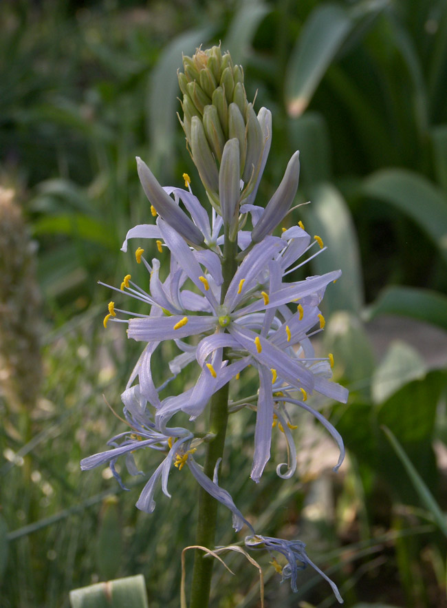 Image of Camassia quamash specimen.