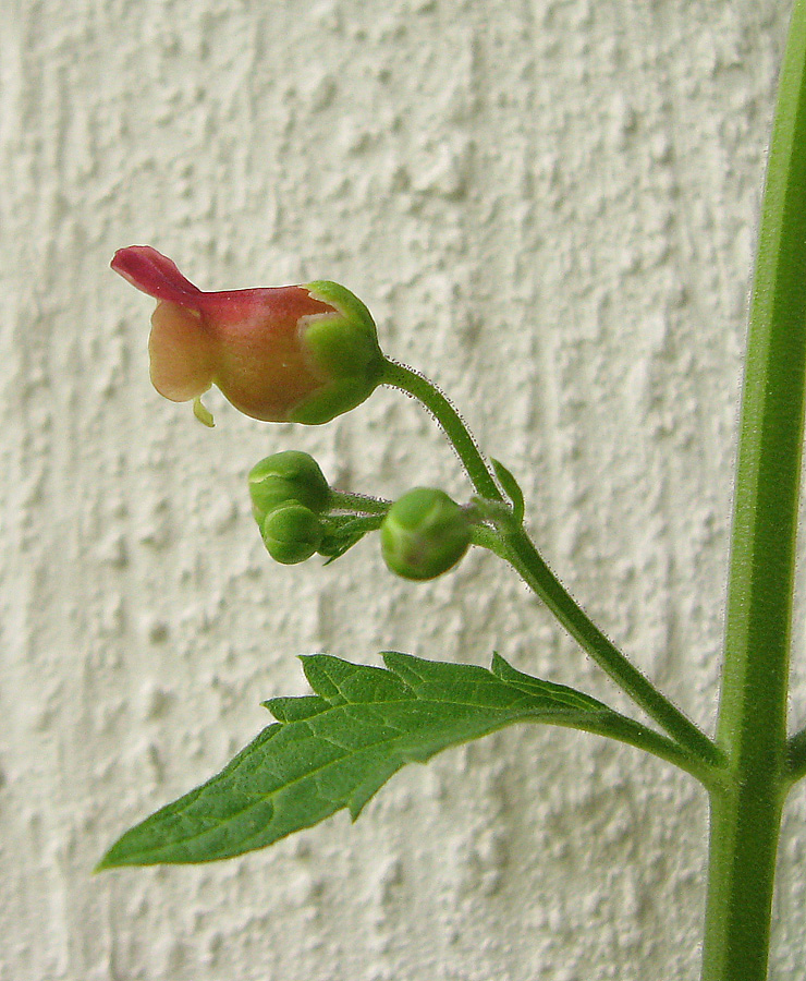 Image of Scrophularia scopolii specimen.