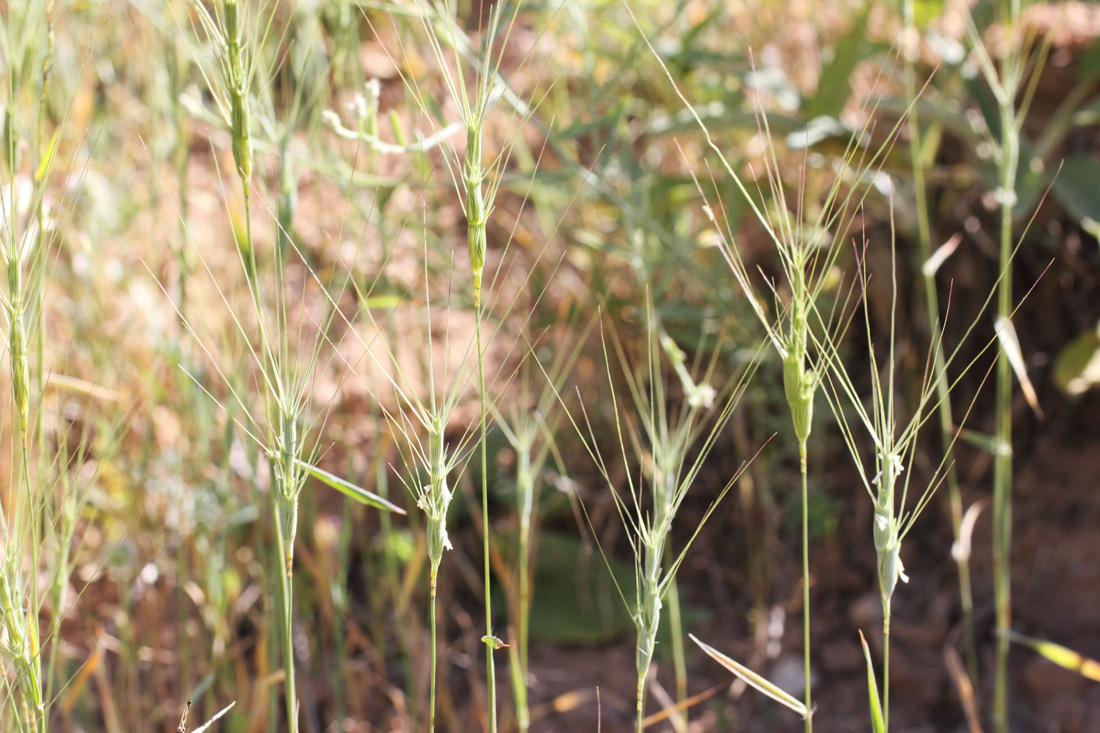 Изображение особи Aegilops triuncialis.