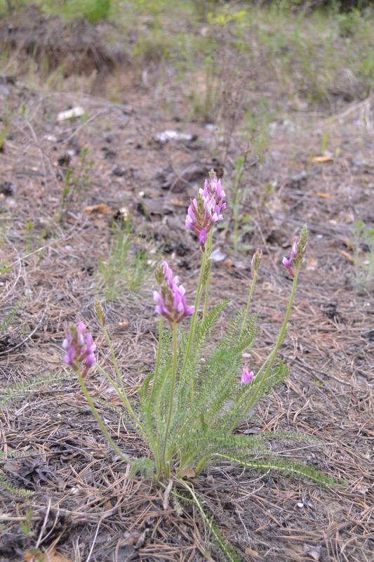 Изображение особи Oxytropis myriophylla.