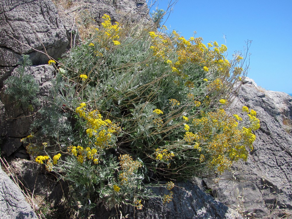 Изображение особи Senecio cineraria.