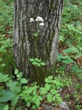 Thalictrum tuberiferum. Цветущее растение в дубняке. Приморский край, Находкинский городской округ, окр. пос. Врангель. 06.07.2012.