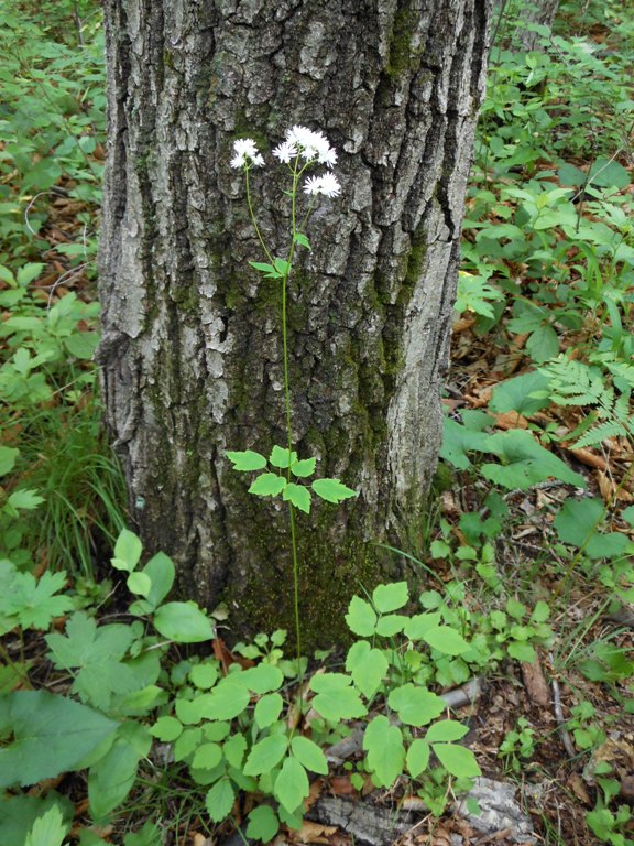 Изображение особи Thalictrum tuberiferum.