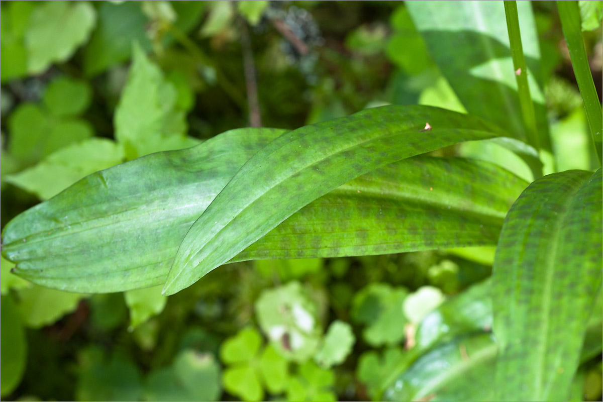 Image of Dactylorhiza fuchsii specimen.