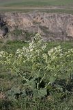Crambe kotschyana. Цветущее растение. Южный Казахстан, на краю каньона Машат. 14.04.2012.
