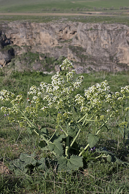 Image of Crambe kotschyana specimen.