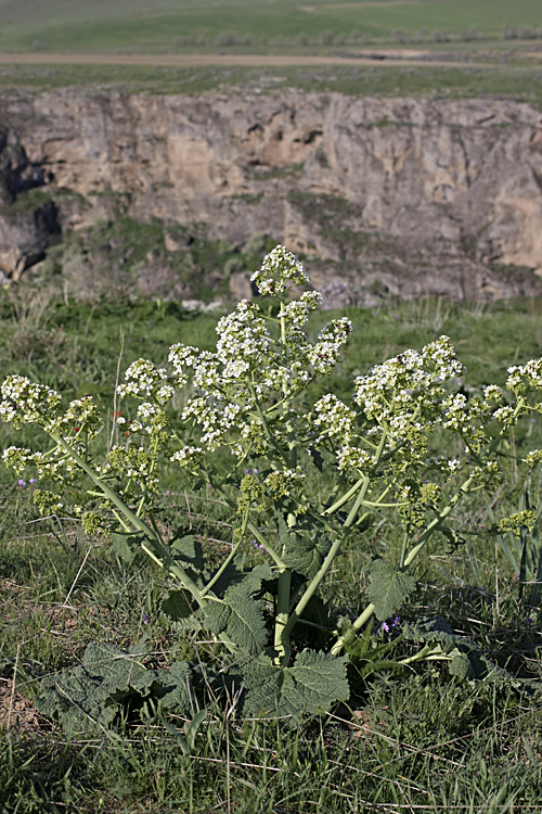 Изображение особи Crambe kotschyana.