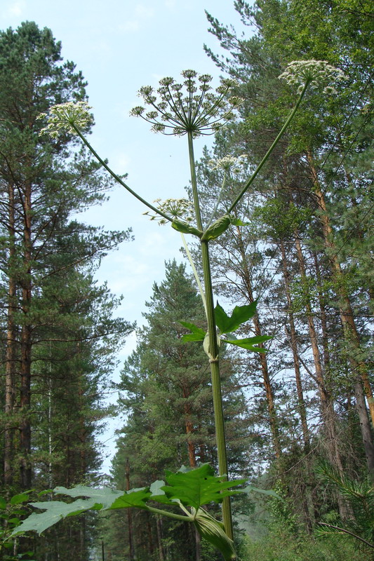 Изображение особи Heracleum dissectum.