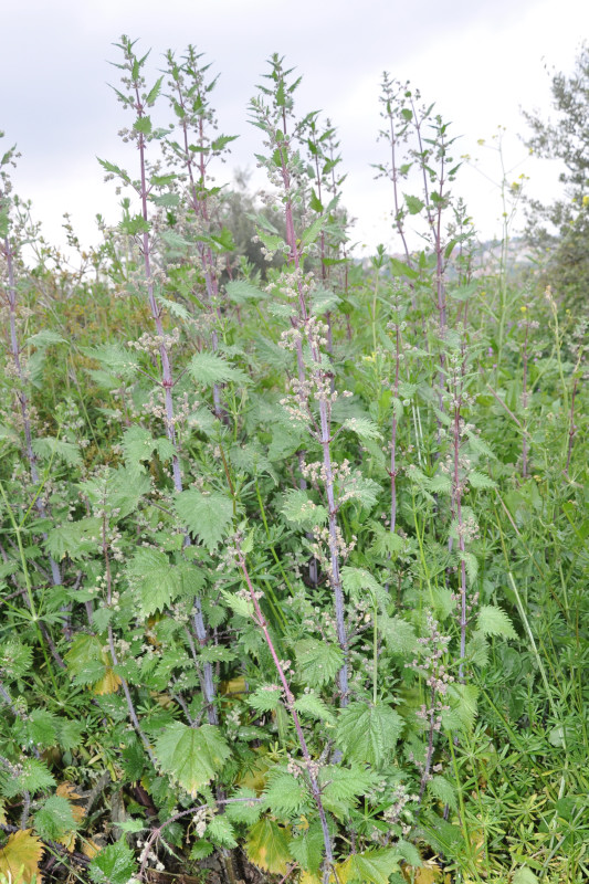 Изображение особи Urtica pilulifera.