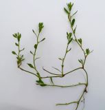 Image of taxon representative. Author is Андрей Комраков