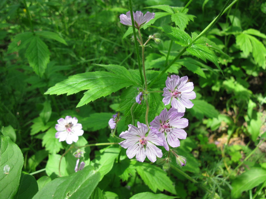 Изображение особи Geranium linearilobum.