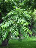 Juglans mandshurica. Нижняя часть кроны. Москва, территория Кремля, Тайницкий сад. 15.06.2012.