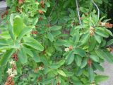 Exochorda korolkowii