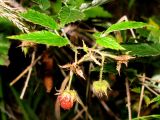 Rubus matsumuranus