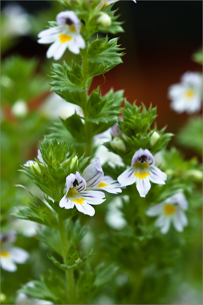 Image of genus Euphrasia specimen.