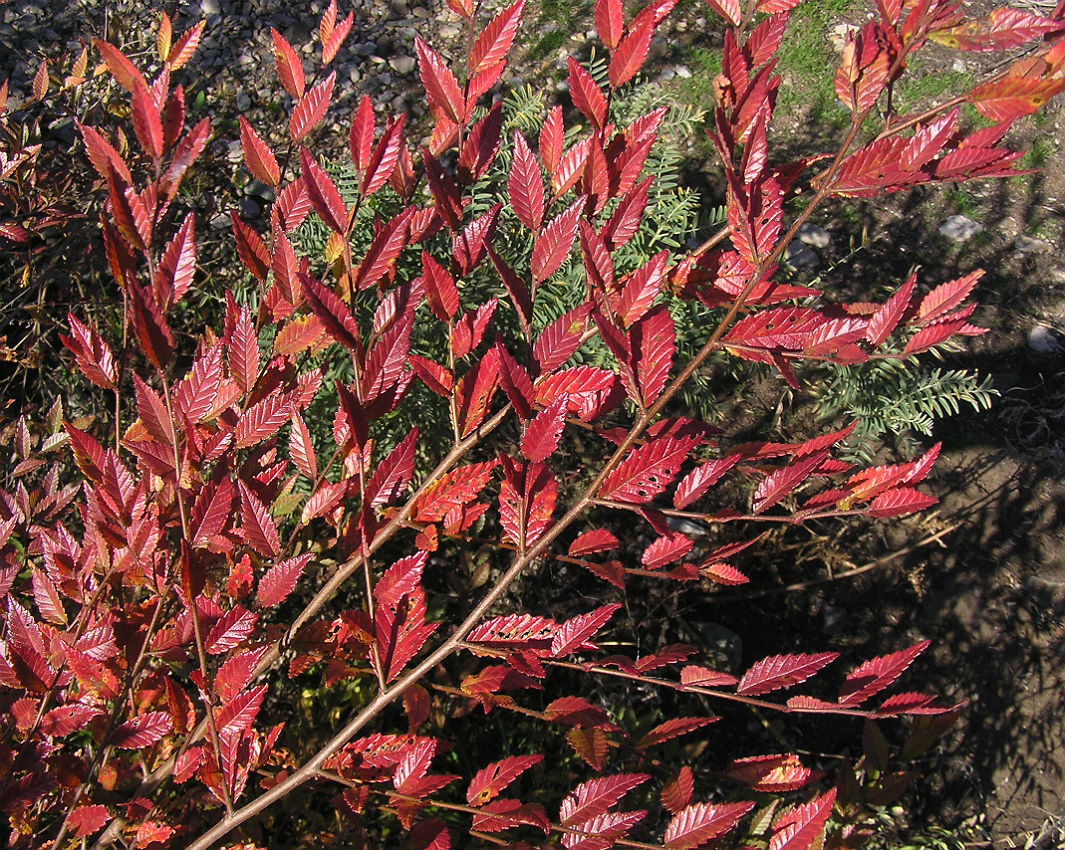 Image of Ulmus pumila specimen.