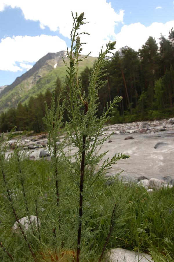 Изображение особи Myricaria bracteata.