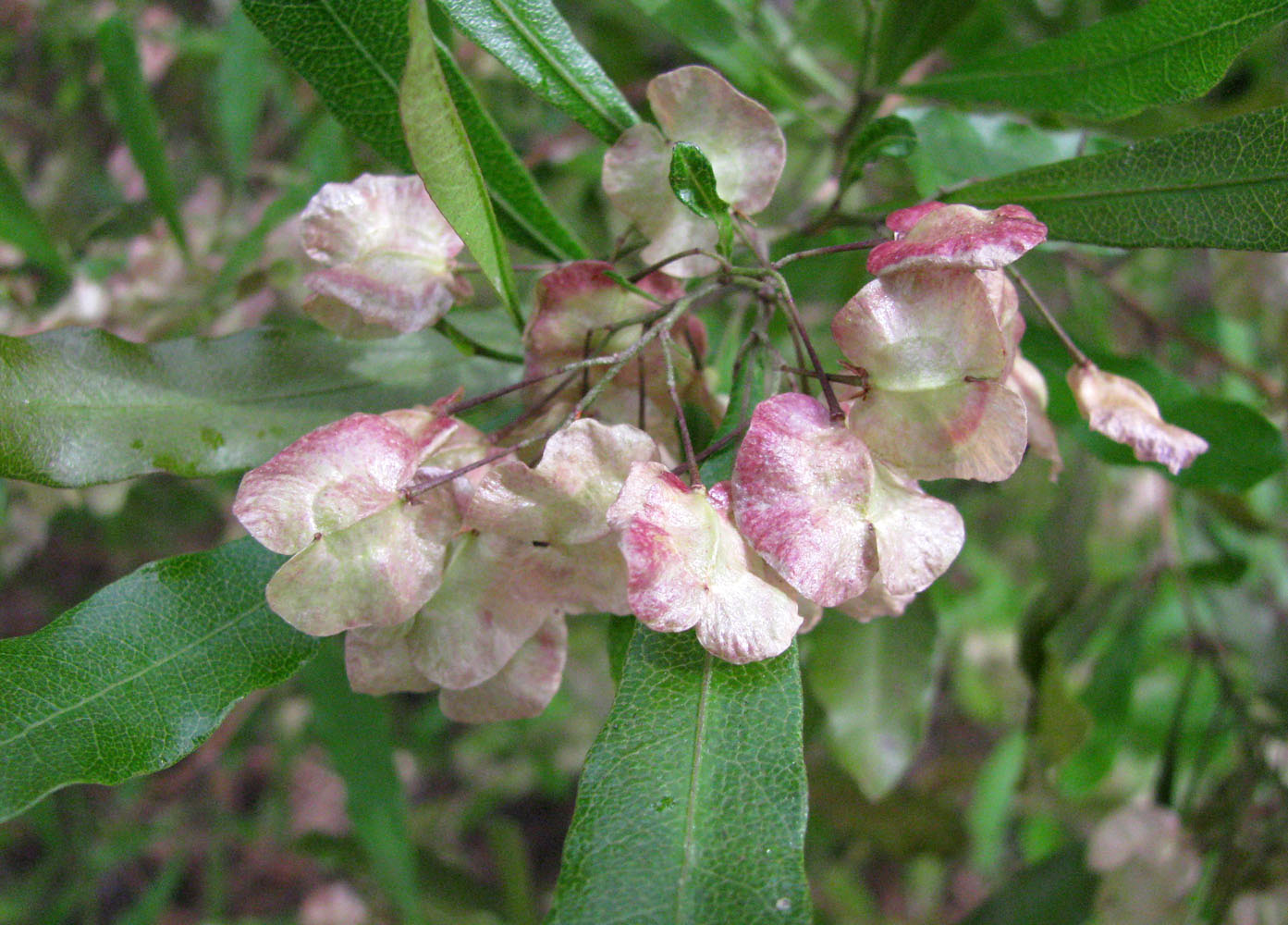 Изображение особи Dodonaea viscosa.