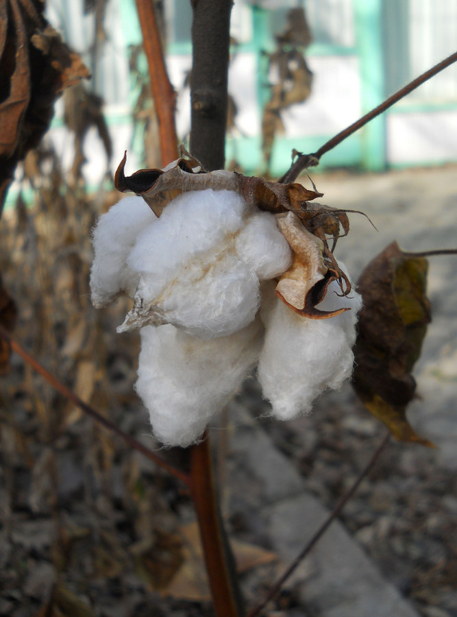 Изображение особи Gossypium hirsutum.