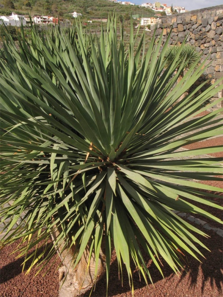 Изображение особи Dracaena draco.
