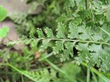 Dennstaedtia wilfordii