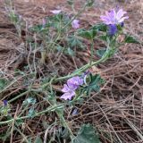 Malva sylvestris