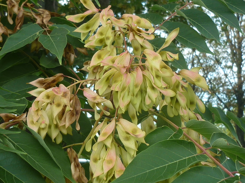 Изображение особи Ailanthus altissima.