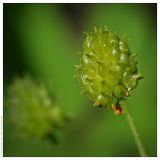 Ranunculus cassubicus. Плод. Республика Татарстан, дендрарий Волжско-Камского заповедника. 22.05.2009.