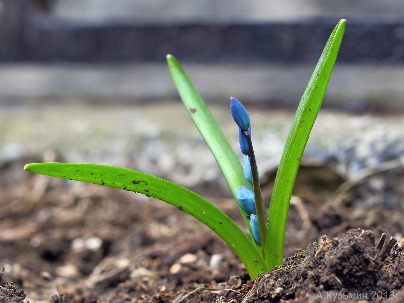 Изображение особи Scilla siberica.