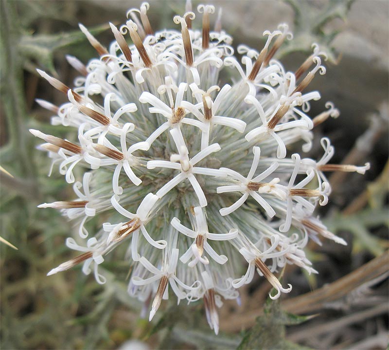 Изображение особи Echinops philistaeus.