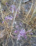 Allium daninianum