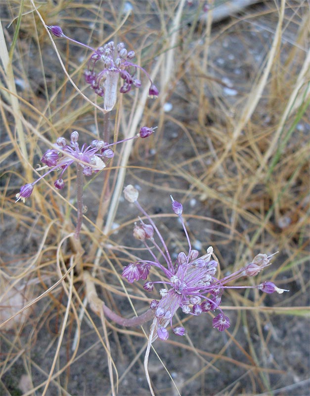 Image of Allium daninianum specimen.
