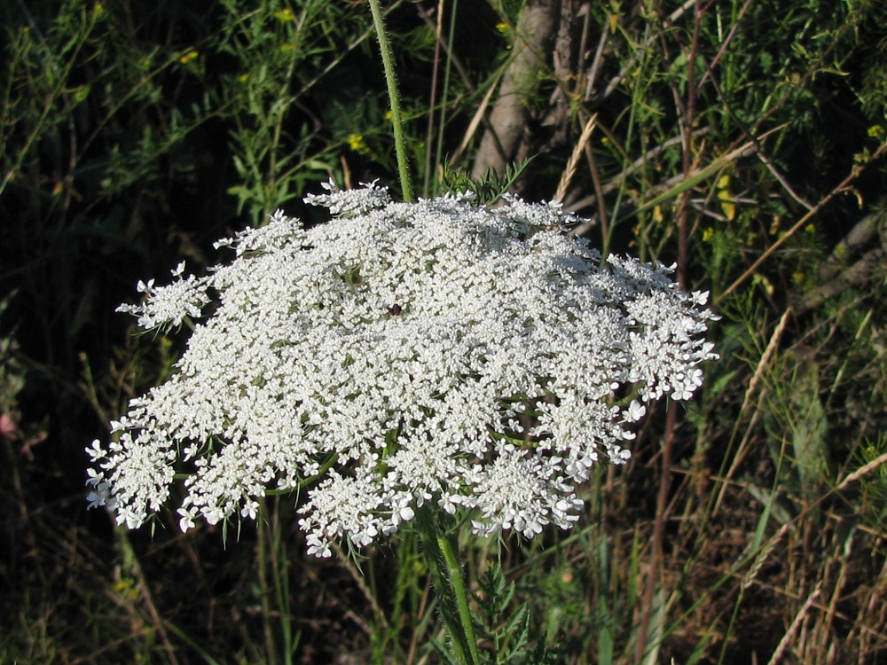 Изображение особи Daucus carota.