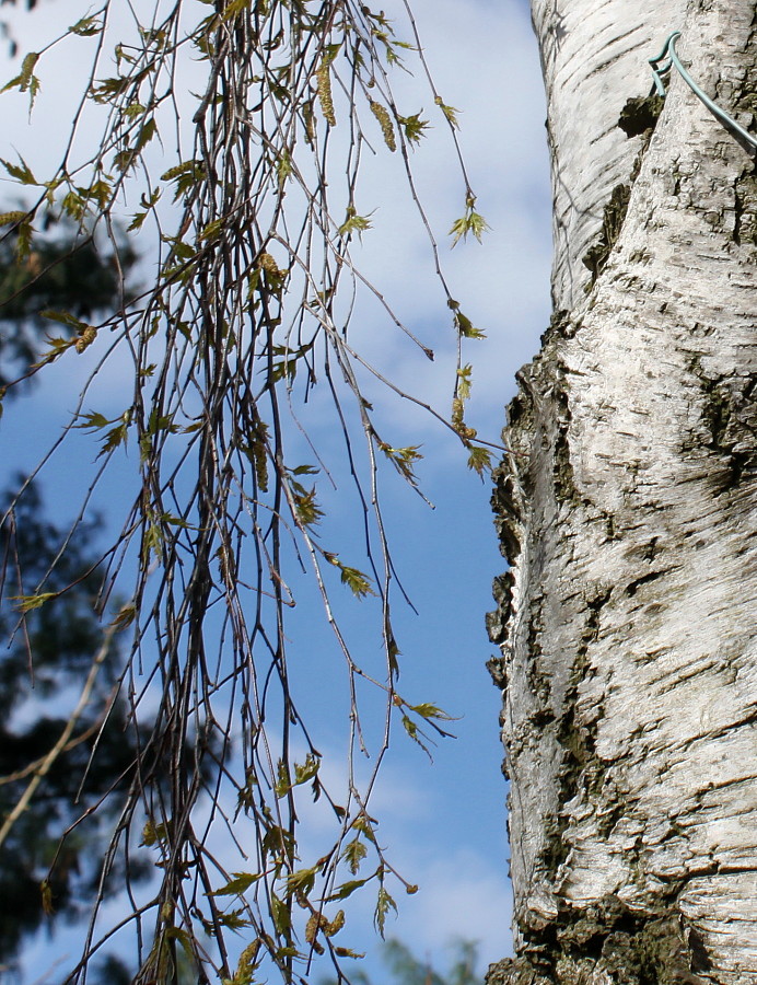 Image of Betula pendula f. dalecarlica specimen.