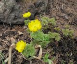 genus Adonis