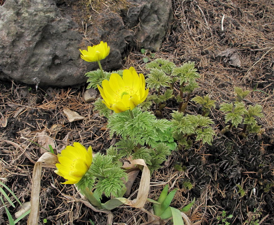 Image of genus Adonis specimen.