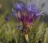 Centaurea pichleri