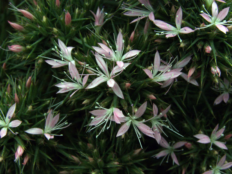 Image of Acanthophyllum subglabrum specimen.