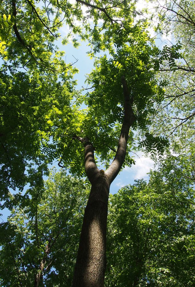 Image of genus Juglans specimen.