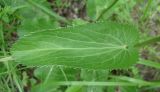 Eryngium planum. Лист. Украина, г. Запорожье, посадка возле оз. Кушугум. 26.05.2013.