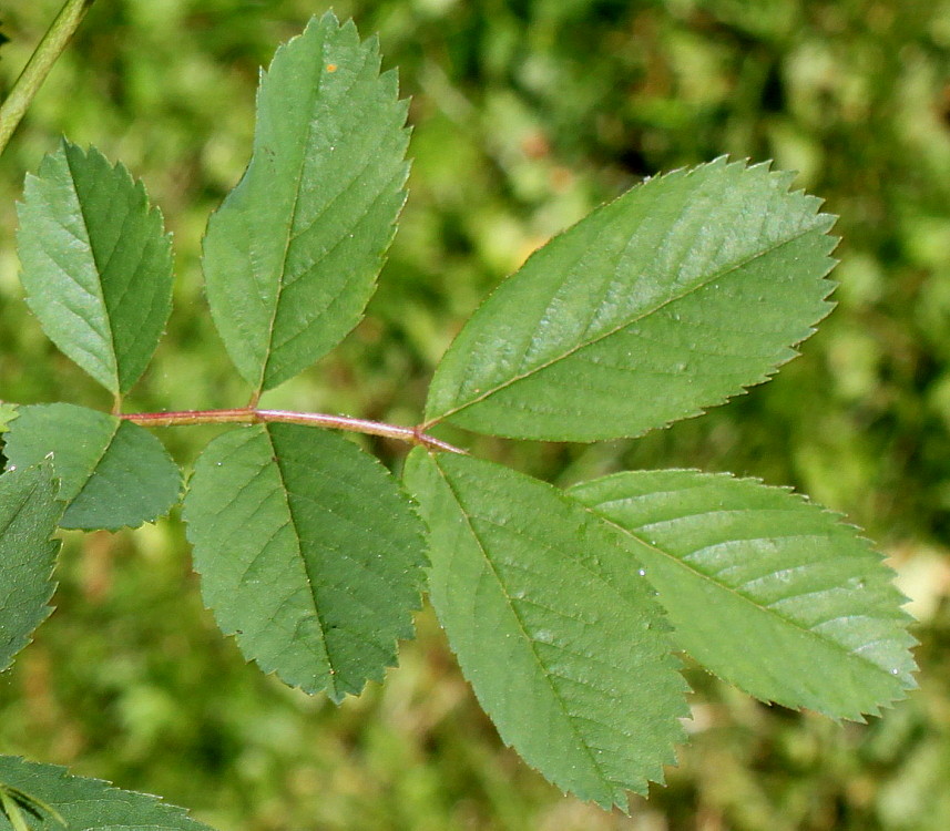 Изображение особи Rosa gymnocarpa.