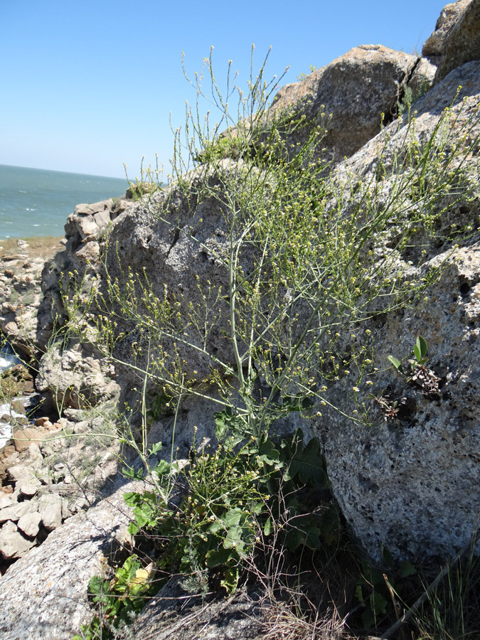 Image of Crambe koktebelica specimen.