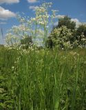 Eremogone longifolia. Цветущие растения. Татарстан, Бавлинский р-н. 01.07.2013.