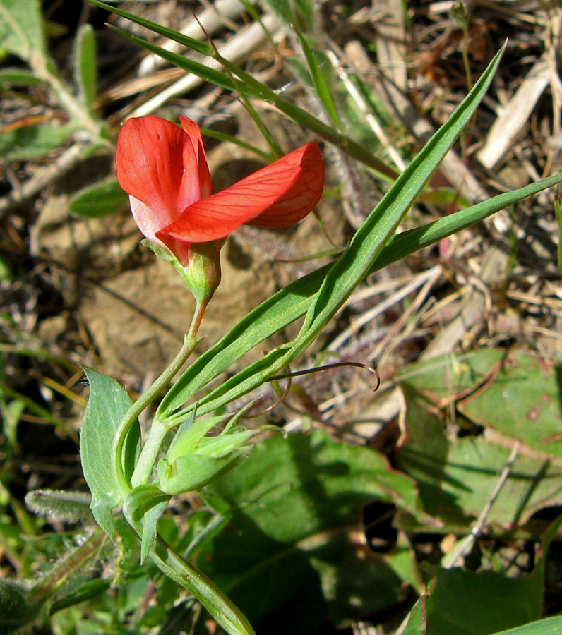 Изображение особи Lathyrus cicera.