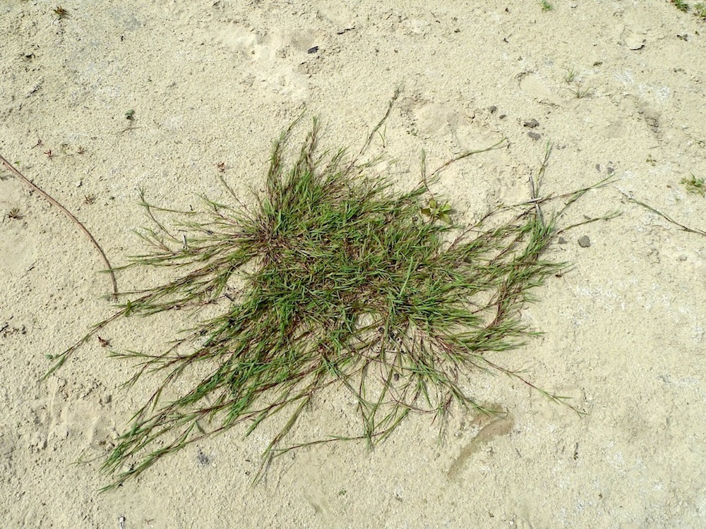 Image of Agrostis stolonifera specimen.