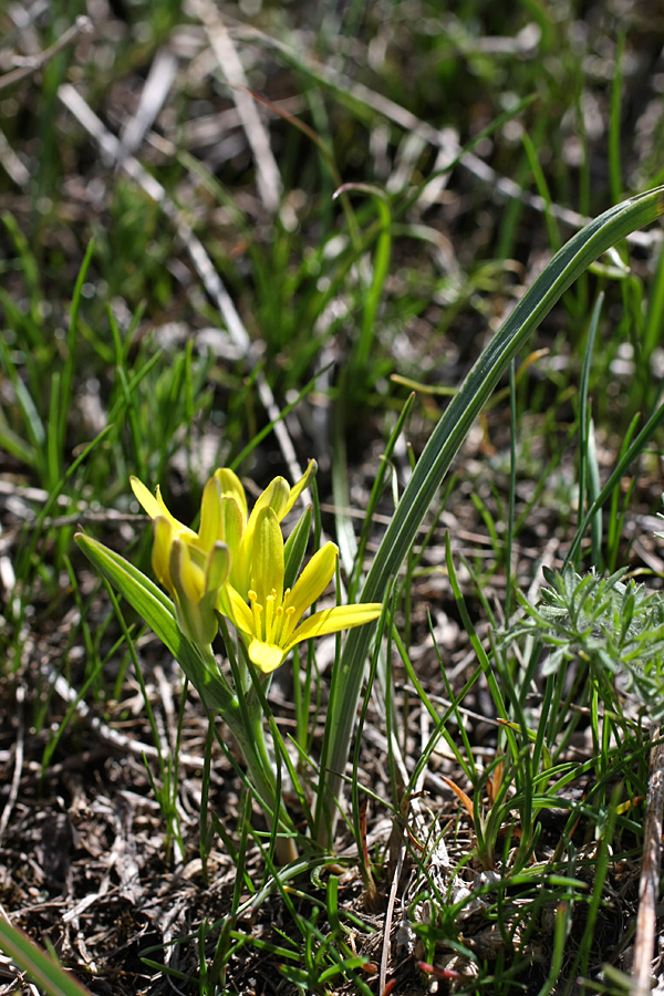 Image of genus Gagea specimen.