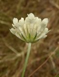 Scabiosa ochroleuca. Вид соцветия сбоку. Украина, Запорожская обл., Мелитопольский р-н, между пгт Мирное и Каменной могилой, возле дороги. 10.08.2013.